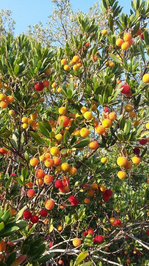 Corsica Monti Gite Appart Petreto-Bicchisano Ngoại thất bức ảnh